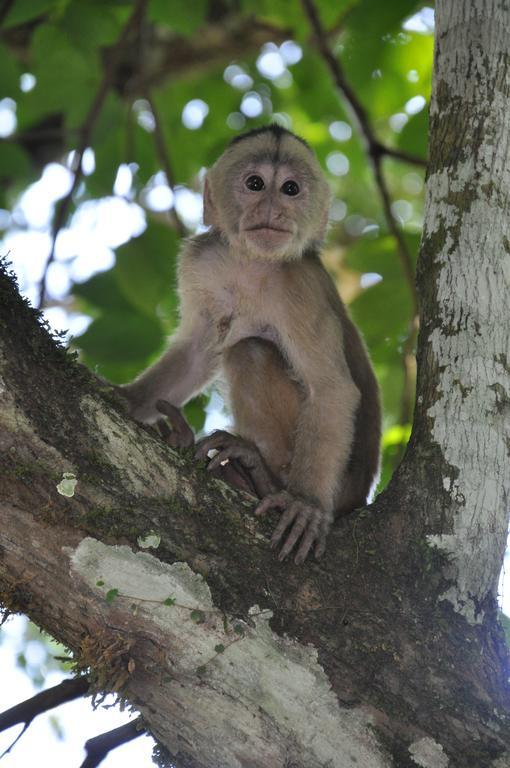 Hakuna Matata Amazon Lodge Archidona Ngoại thất bức ảnh