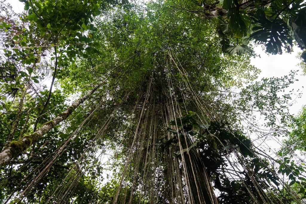 Hakuna Matata Amazon Lodge Archidona Ngoại thất bức ảnh
